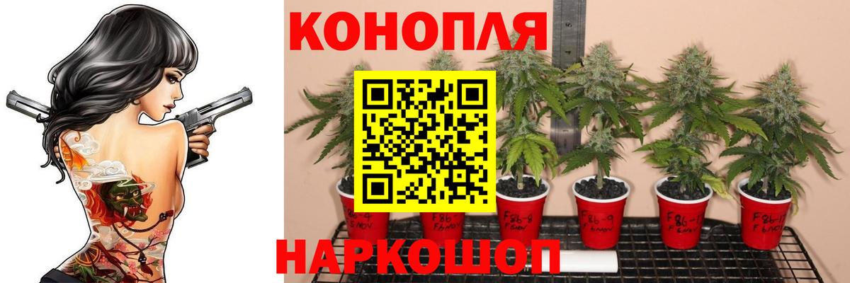 Марихуана планчик  Каннабис Amnesia  Марихуана THC 21%  Вход с VPN  Тихорецк  Шишки марихуана AK-47 